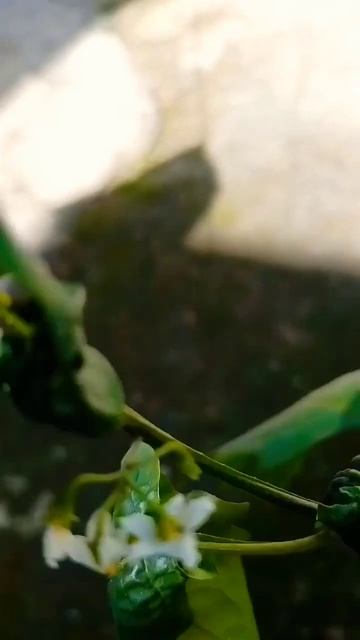 solanaceae family / makoi plant/ chapter 5 class 11/ morphology of flowering plant/ cbse NEET смотреть онлайн