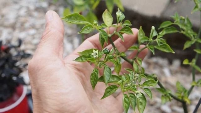 Pepper in a Can Challenge Update and Giveaway смотреть онлайн