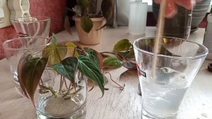 Черенкование филодендрона "Миканс" и его пересадка)) Часть 1