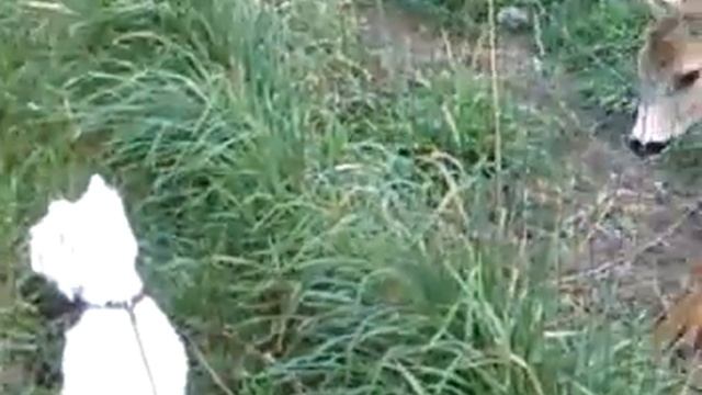 Вестик Бонд. Неудачная охота смотреть онлайн