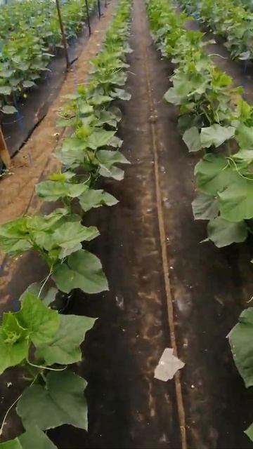 работа в теплице, цветение огурчиков насалось смотреть онлайн