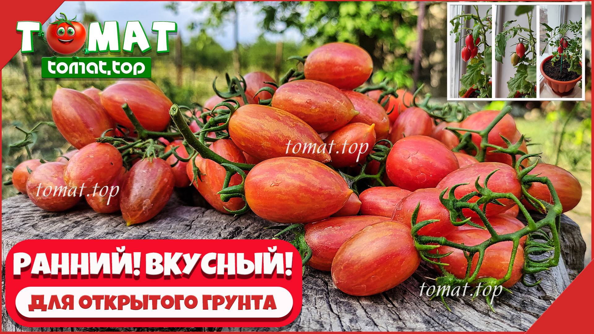 Интересный, ранний сорт томата для открытого грунта со вкусными плодами и со своими особенностями смотреть онлайн