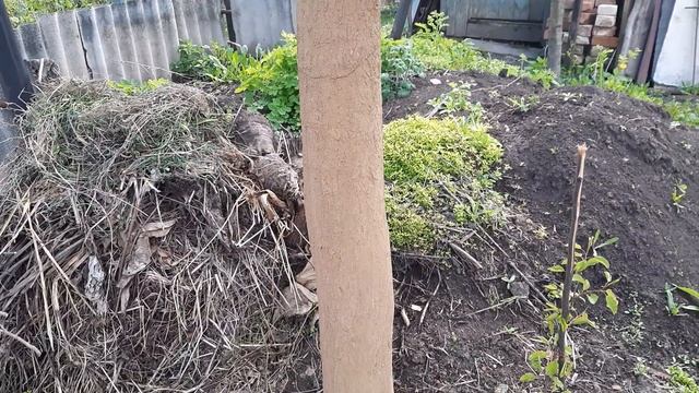 На стволе груши облезла вся кора. Пробую спасти дерево ( 4К )