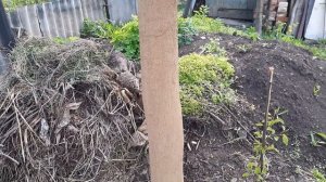 На стволе груши облезла вся кора. Пробую спасти дерево ( 4К )