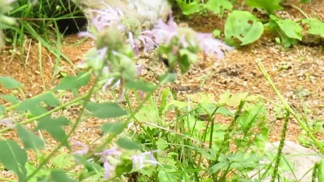 Blurry hummingbird moth on wild monarda, 8/19/19. смотреть онлайн