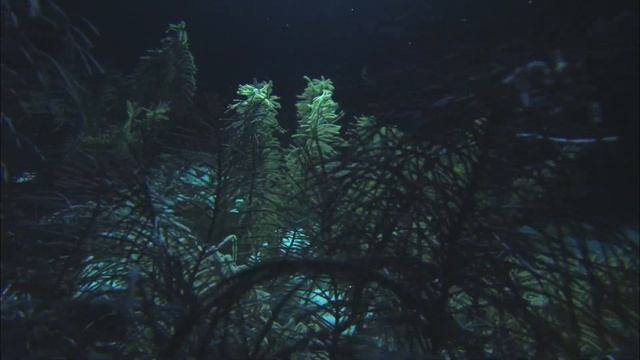 Seafari Bahamas Scuba: Noirot, San Salvador смотреть онлайн