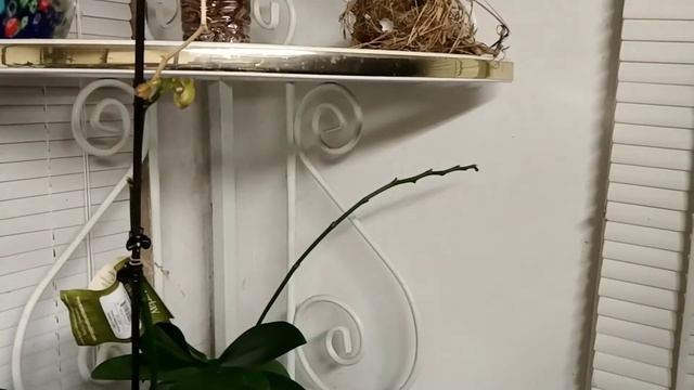 Adding marine aquarium salt to the fishtank I water my plants from & some phalaenopsis spikes. смотреть онлайн