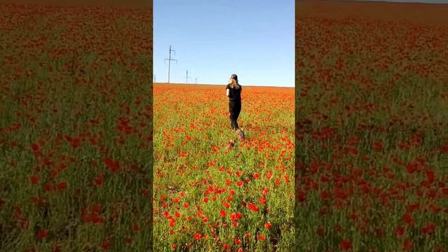 Маковые поля. смотреть онлайн