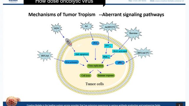 Oncolytic Virotherapy Basic Knowledge Review - Creative Biolabs смотреть онлайн