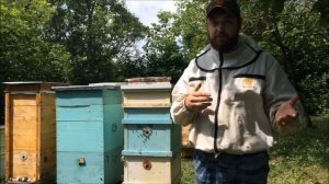 Снял рой с дерева с несколькими матками. Подсилил роем отводок с двумя матками. Дефектная матка