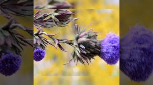 Брошь чертополох. Валяние.