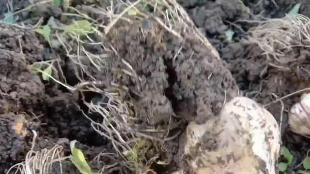 выкапываем чеснок смотреть онлайн