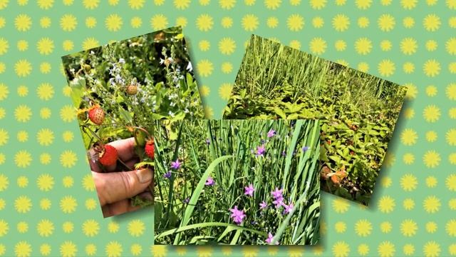 ЗЕМЛЯНИЧНАЯ ПОЛЯНА. смотреть онлайн