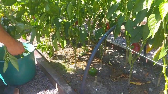 190. Психанул, надоело слизней кормить. смотреть онлайн