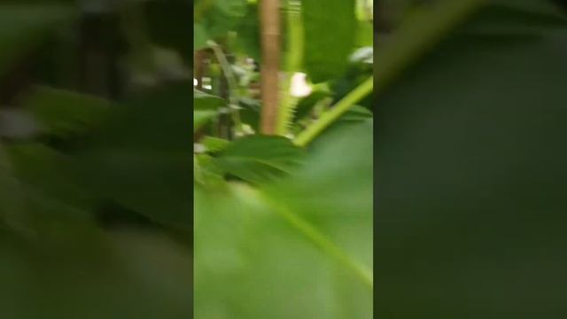 #перец #помидоры #дача #пенсия #2023 #овощи смотреть онлайн