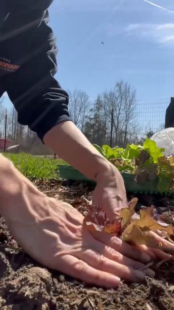 What I'm planting today! Ohio- Zone 6 #shorts смотреть онлайн