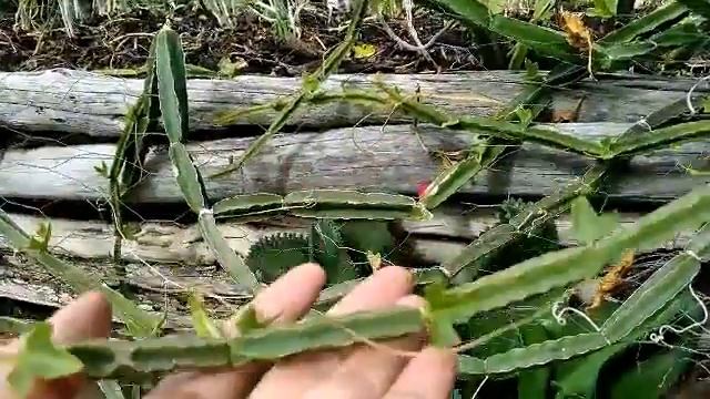 Cissus Quandrangularis | Cacto uva смотреть онлайн