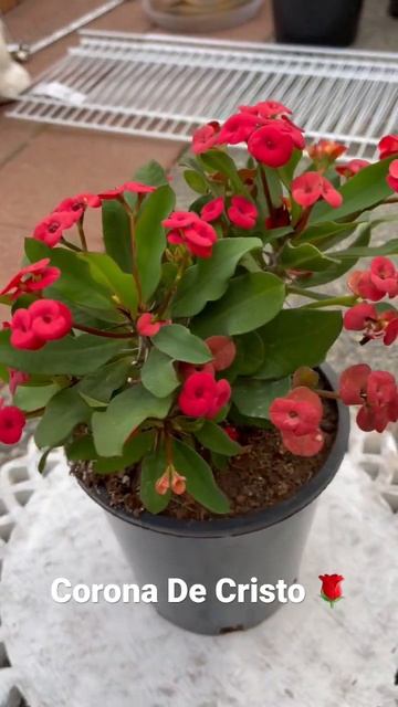 Corona De Cristo 🌹 | #crownofthorns #shorts #coronadecristo #euphorbia #garden смотреть онлайн