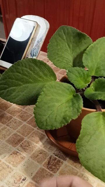 фиалка мутант смотреть онлайн