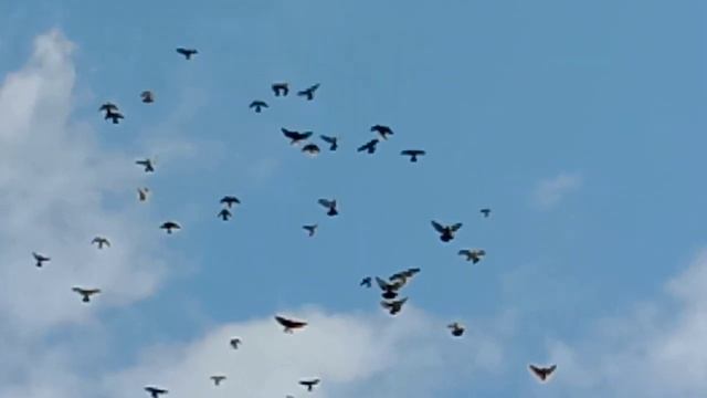 николаевские голуби! 22-10-2021 смотреть онлайн