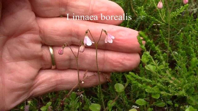 Balblair Wood near Golspie смотреть онлайн