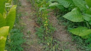 Обзор табака