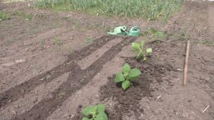 ✅Посадка ЯКОНА в землю😁 Муж ПСИХАНУЛ..