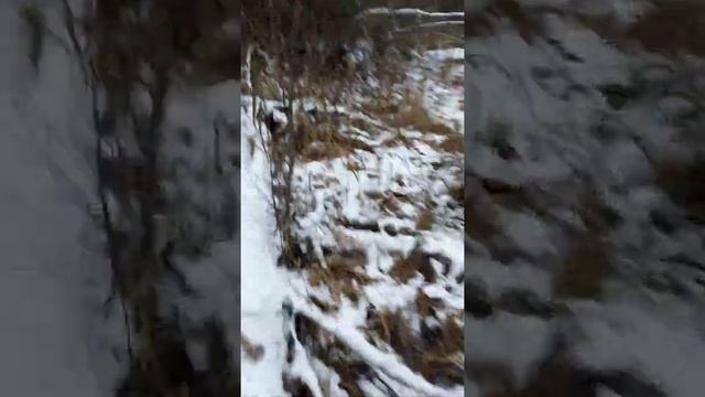 Охота на зайца с РГ Альтой 02.12.20 смотреть онлайн