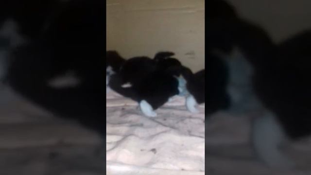 Котоферма второй помет смотреть онлайн