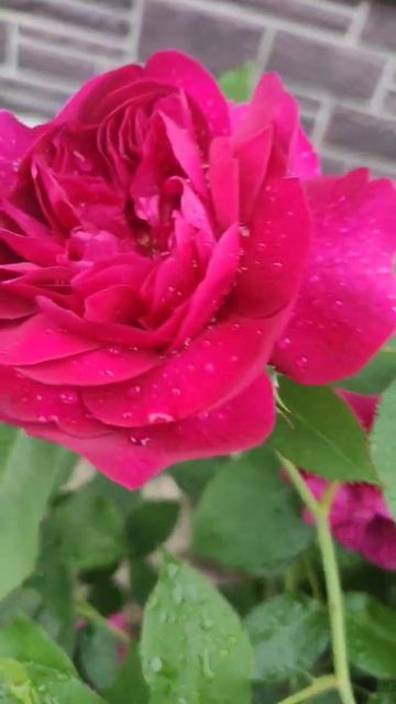 Дарси Бассел смотреть онлайн