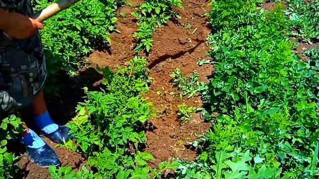 Картоп / картошка / картоп егу әдісі / картоп өсіру смотреть онлайн