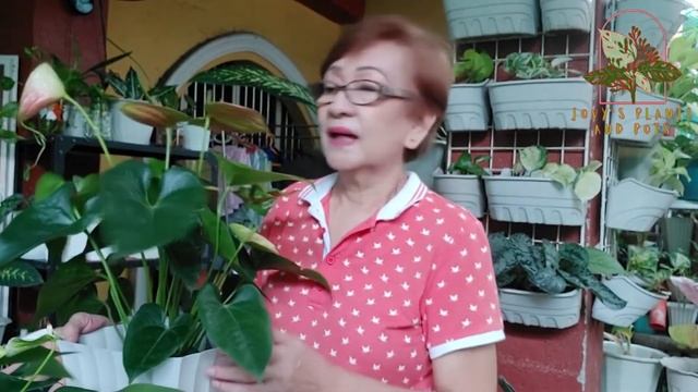 Anthurium Laceleaf plant смотреть онлайн