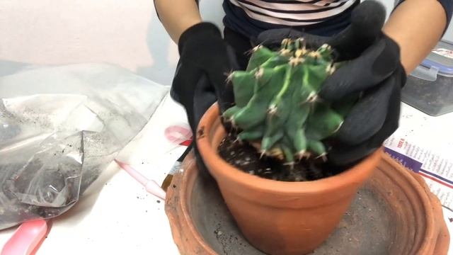 CactusnAjA ตอนชวนเปลี่ยนกระถางต้นเฟโรหนามสั้น (Fero peninsulae) เทคนิคเพียบ смотреть онлайн