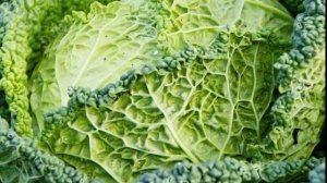 Капуста савойская