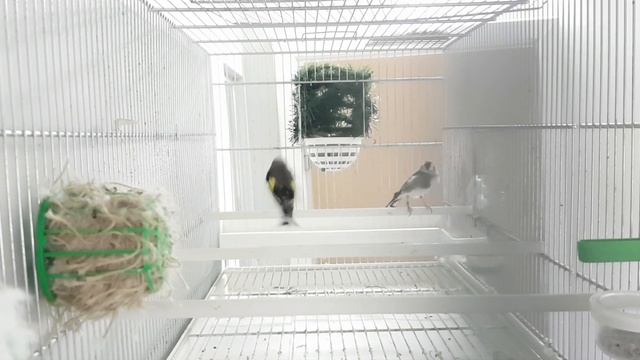 13. travnja 2021.Chardonneret , El jilguero , bird , cardellino pezzato , GOLDFINCH SONG смотреть онлайн