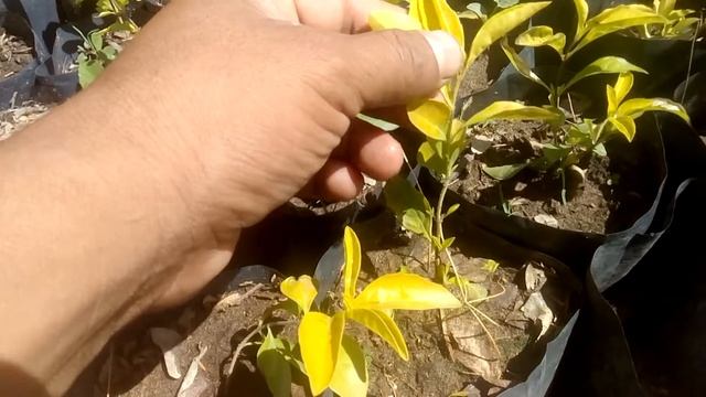 Breve explicación de cómo Reproducir Duranta por esqueje. смотреть онлайн