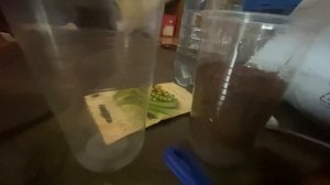 Как посадить горох дома? Садим горох в домашних условиях