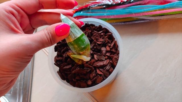 Катасетум - пресаждане и грижи смотреть онлайн