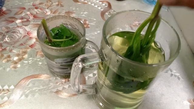полезные свойства мелиссы смотреть онлайн