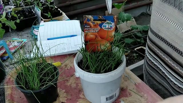 Обязательная процедура с рассадой лука смотреть онлайн