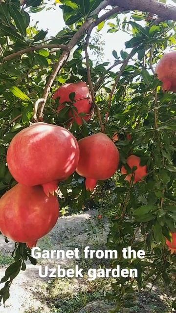 Гранат | Garnet #fruit #garden #shorts #shortvideos #videos смотреть онлайн