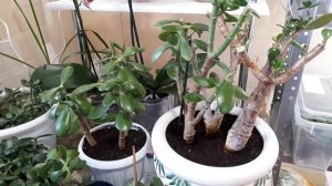 ТОЛСТЯНКА после Обрезки! Как ухаживать?