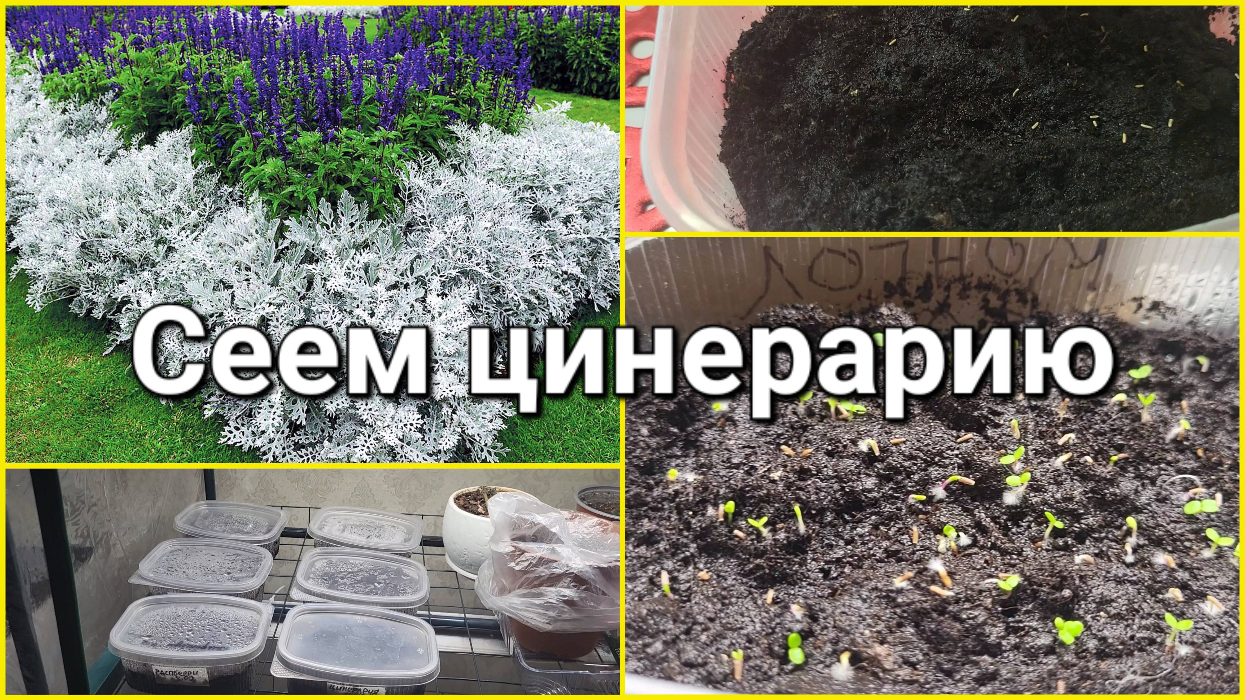 СЕЮ ЦИНЕРАРИЮ ТОЛЬКО ТАК! ПОКАЗЫВАЮ ВСХОДЫ!🌿 ПРО РОЗЫГРЫШ🎉 смотреть онлайн