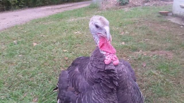 Grumpy Turkey смотреть онлайн