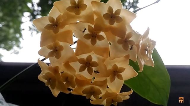 Hoya Phyllura AKA Hoya Linusii
