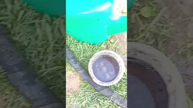 Болезни баклажанов.Фузариоз.Лечение смотреть онлайн
