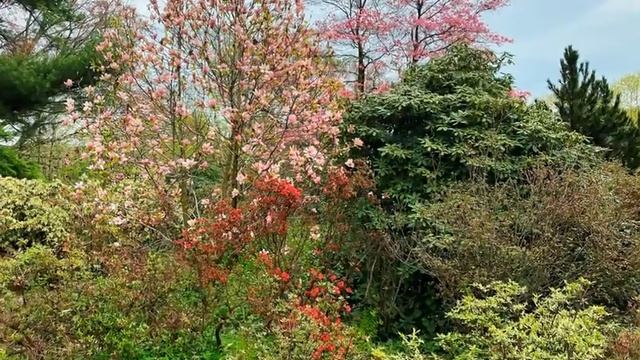 New Jersey Botanical Garden, Ringwood, NJ, April 29, 2021 смотреть онлайн