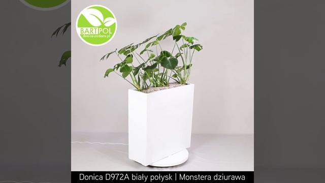 Donica D972A biały połysk i Monstera dziurawa (Monstera deliciosa) смотреть онлайн