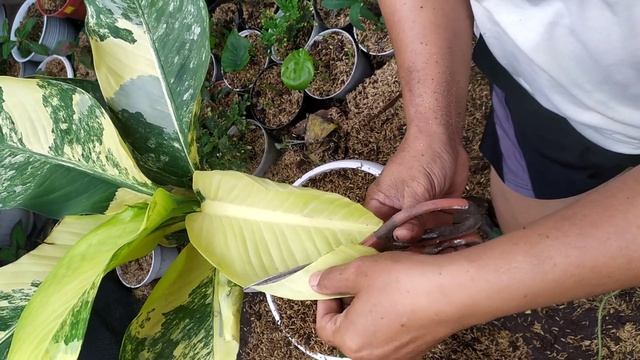 Varigata... air mata ibu varigata.. sempurna... sangat langka смотреть онлайн