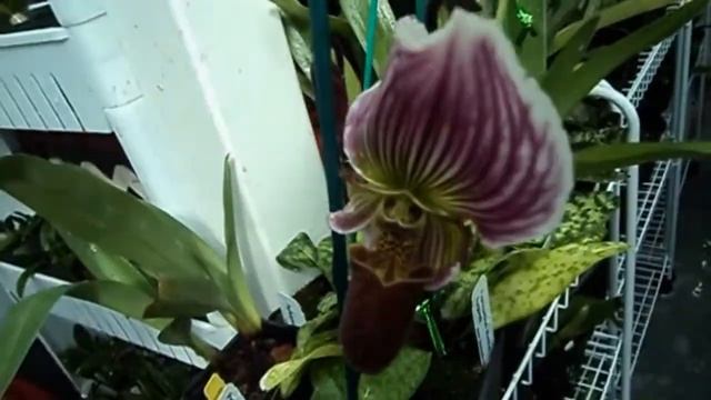 Maudiaea and RARE Complex/Bulldog PAPHIOPEDILUM Orchids Collection смотреть онлайн